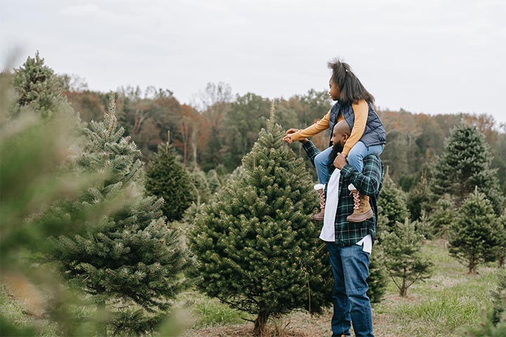 evergreen plant