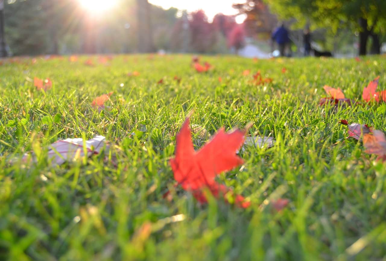 Bermuda Grass Lawn Turf