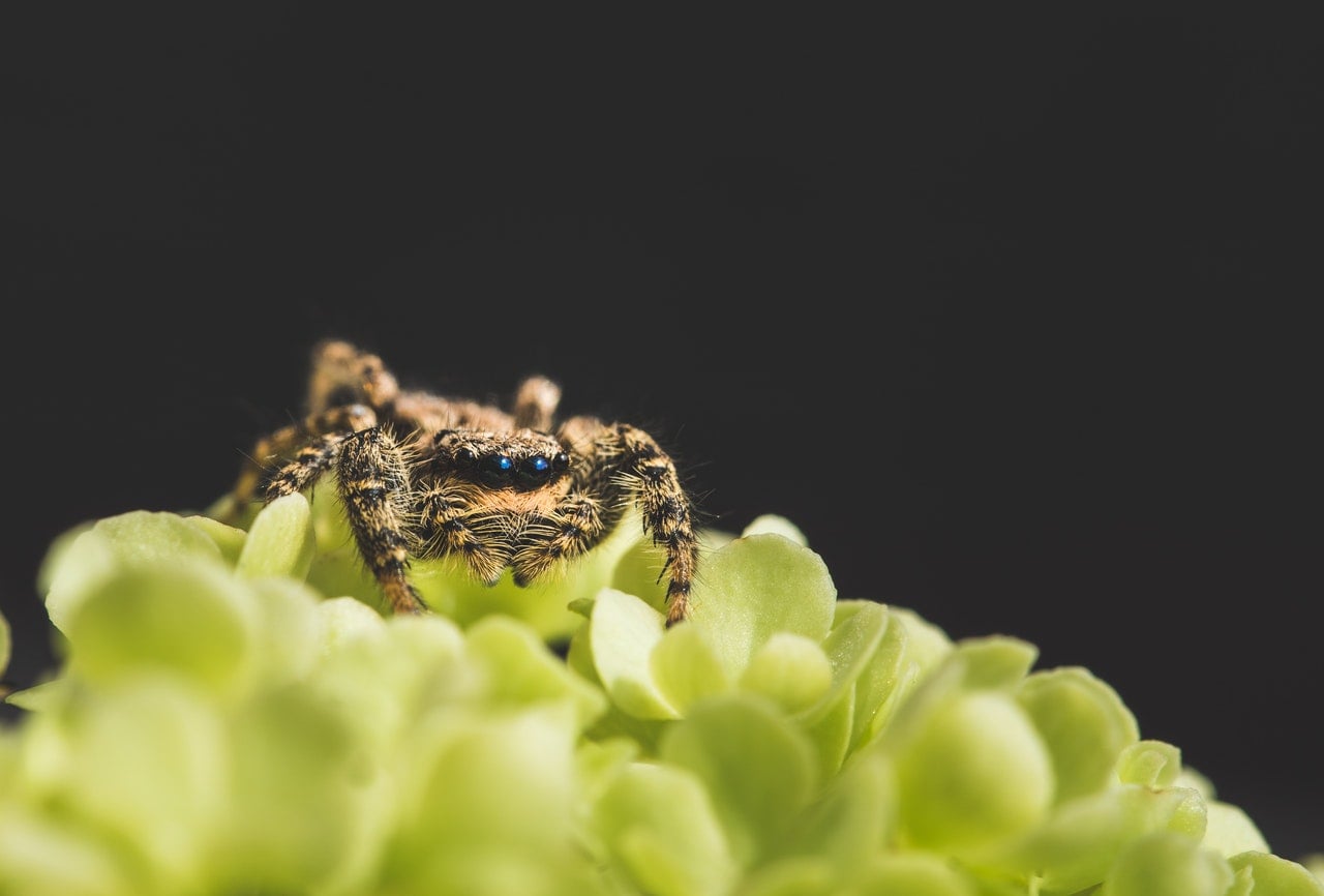Brown Recluse Spiders