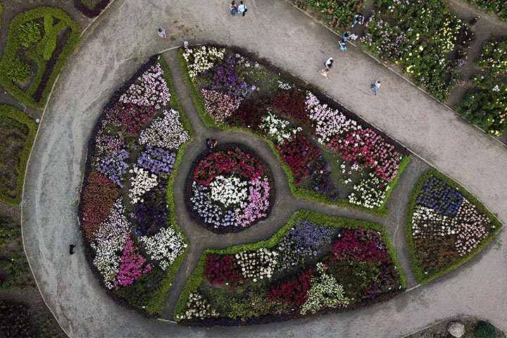creating bubble graph garden