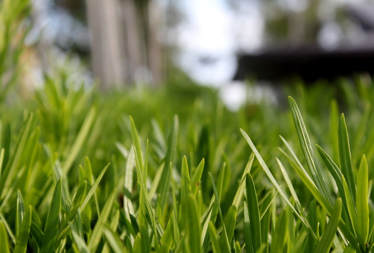 Fescue Lawn Turf Grass Information