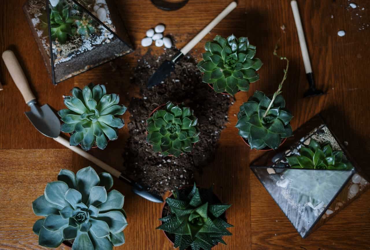 Illinois Native Plants