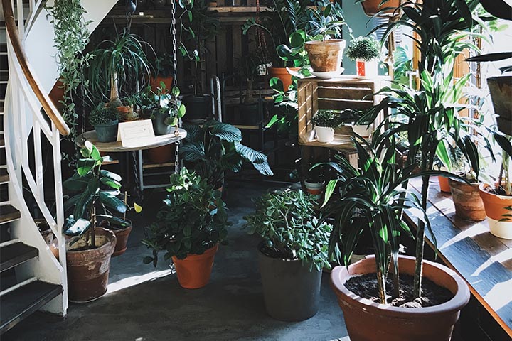 patio garden