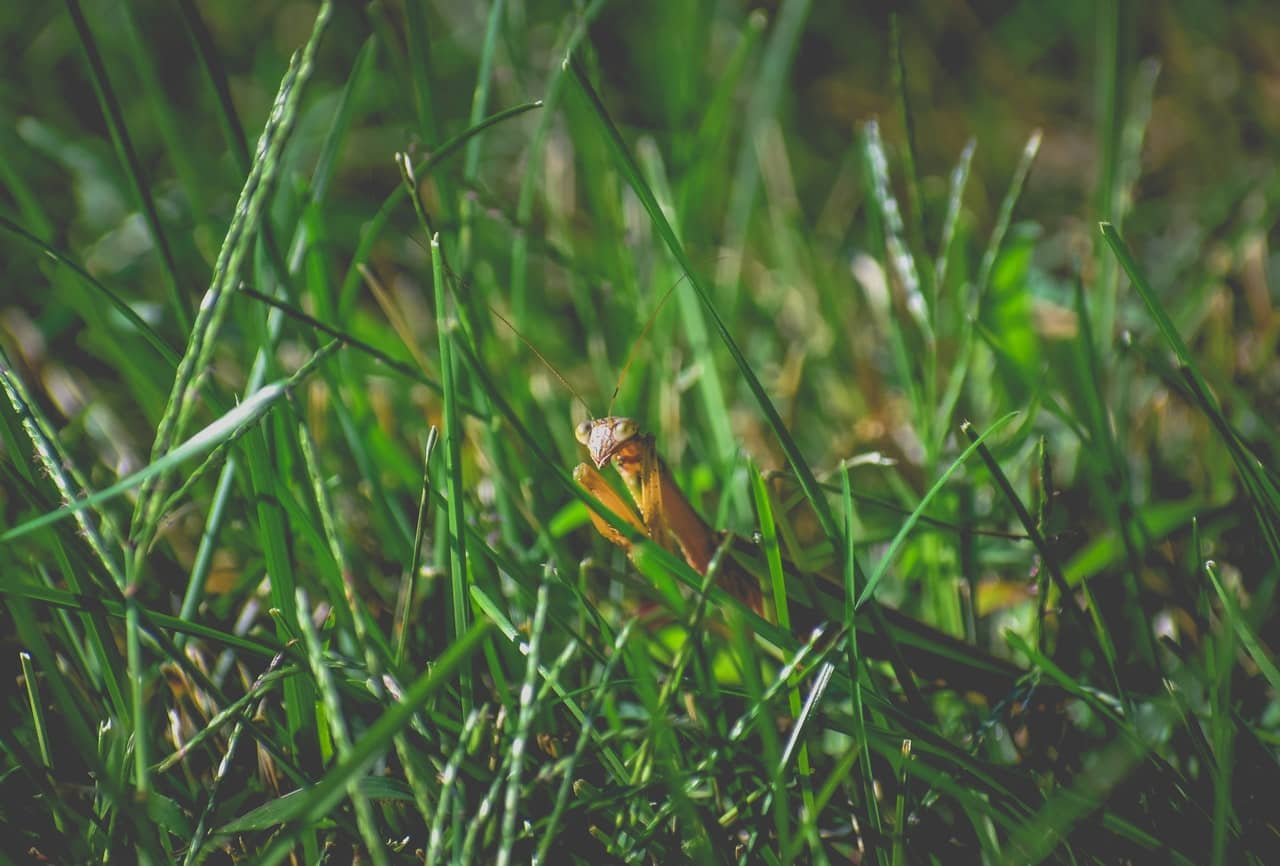 Mole Cricket Lawn Insects