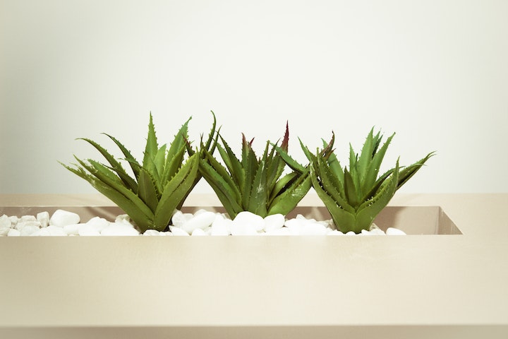 understanding right plant and place
