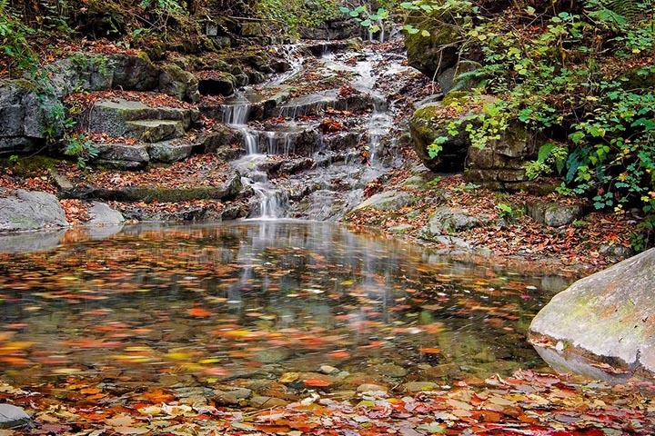 garden pond