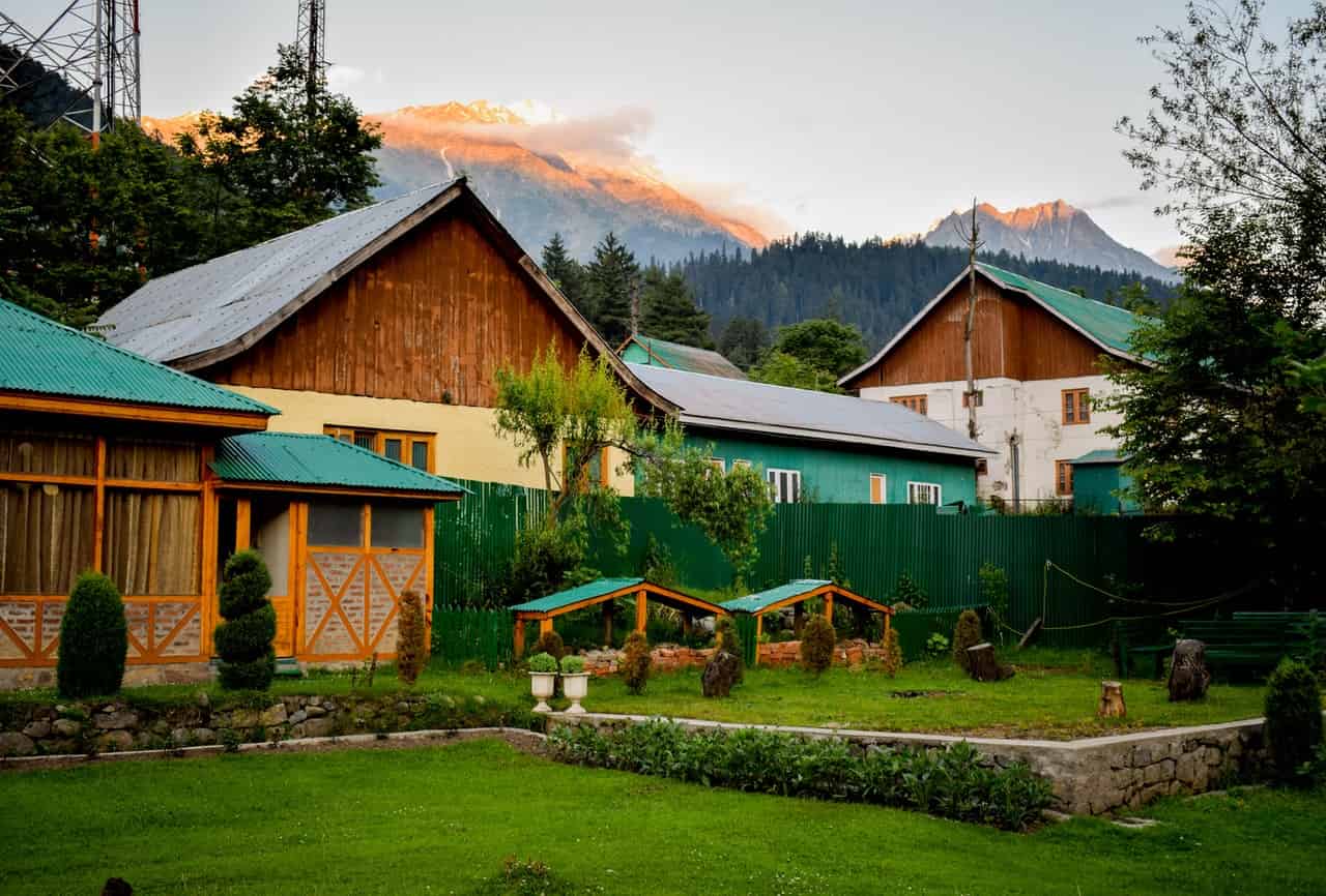 Powdery Mildew Lawn Disease