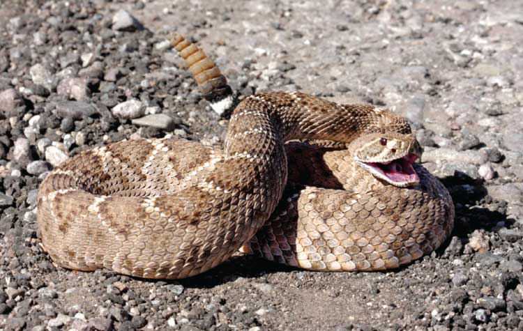 arizona common pests