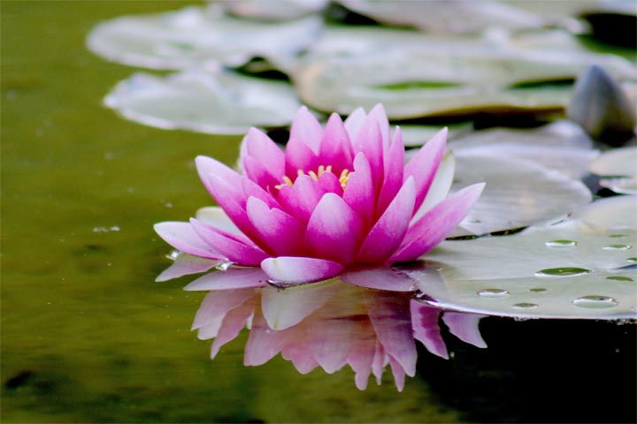Pond Planting Guide
