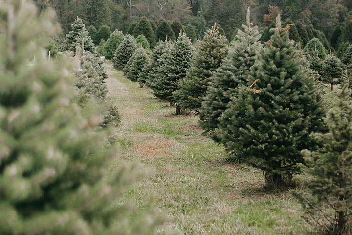 winter garden selection
