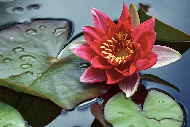 Planting Tropical Ponds