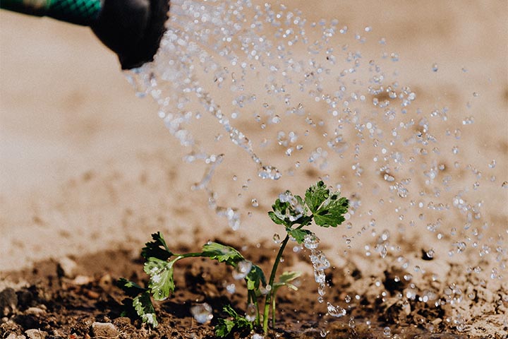 watering guide